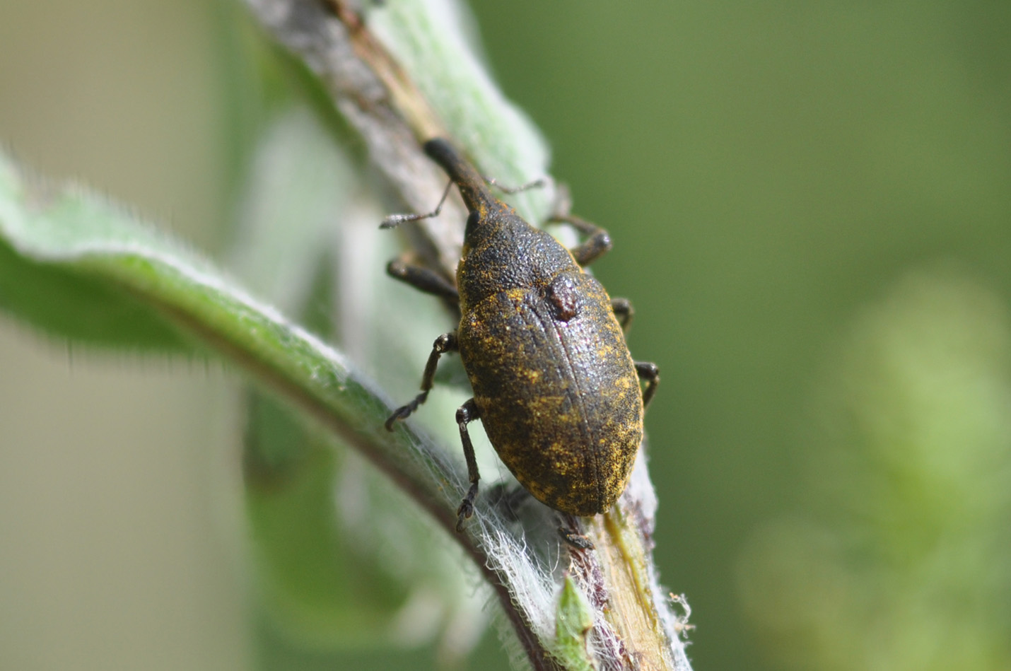 Larinus cfr. sturnus con gobba!